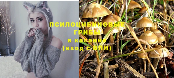 индика Алзамай
